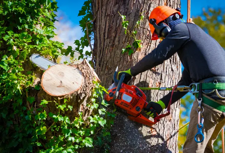 buffalo ny tree pruning