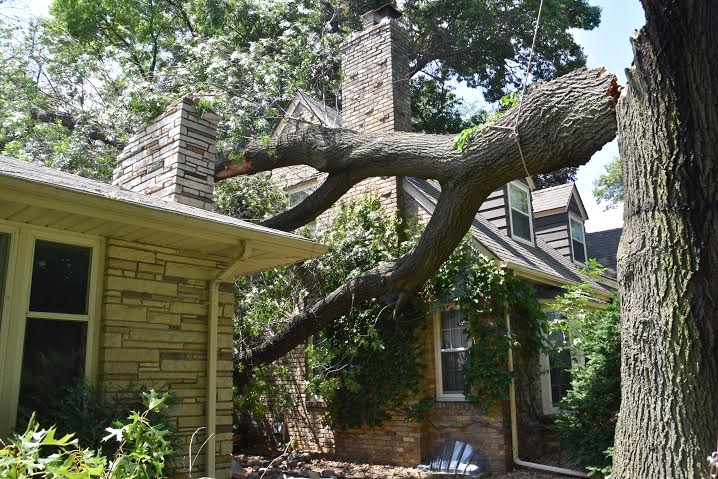 emergency tree removal in Williamsville ny