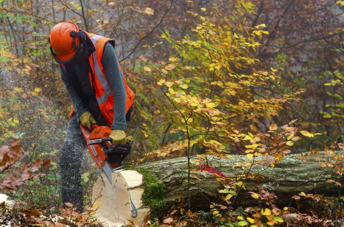 tree service buffalo ny 3